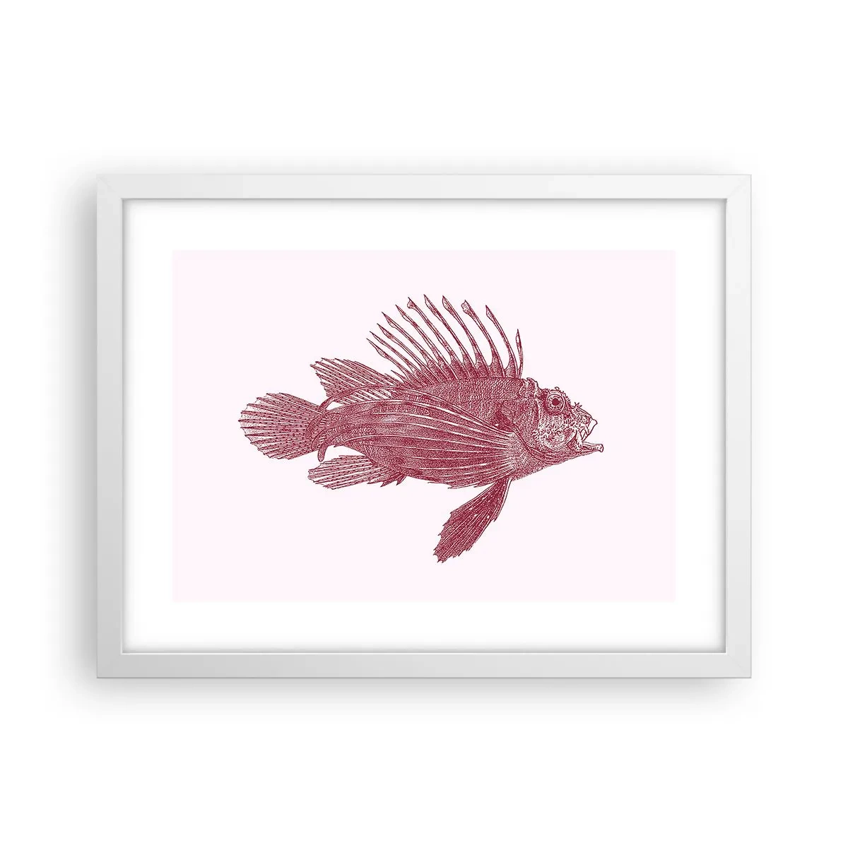 Plakát v bílém rámu - Obyvatelka exotických vod - 40x30 cm