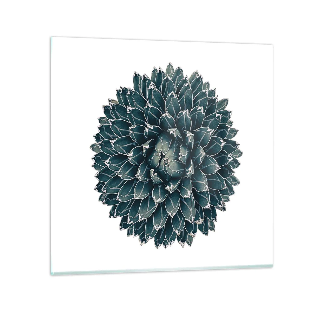 Obraz na skle - Hvězda pouště - 60x60 cm