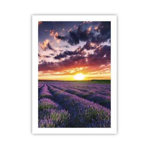Plakát - Levandulový svět - 50x70 cm