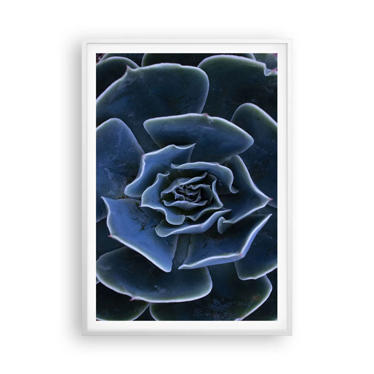 Plakát v bílém rámu - Pouštní květ - 70x100 cm