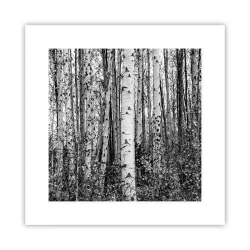 Plakát - Březová kolonáda - 30x30 cm