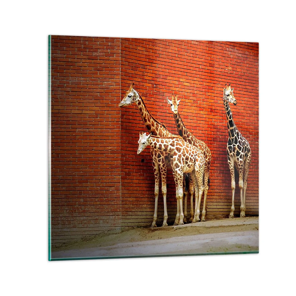 Obraz na skle - Vidíte nějaký akát? - 70x70 cm