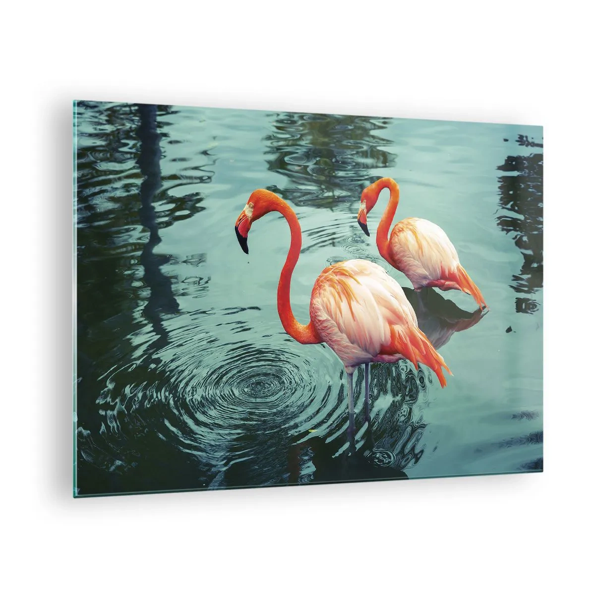 Obraz na skle - Plameňáci na vodě v harmonické kompozici - 70x50cm - Nyní jsme v módě - Moderní nástěnná dekorace do obývacího pokoje a ložnice ARTTOR