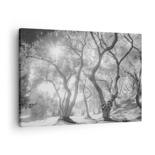 Obraz na plátně - Černobílý pohled na stromy v olivovém háji se slunečními paprsky - 70x50cm - V olivovém háji - Moderní nástěnná dekorace do obývacího pokoje a ložnice ARTTOR