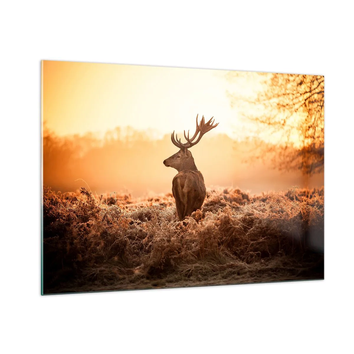 Obraz na skle - Pán na panství - 100x70 cm