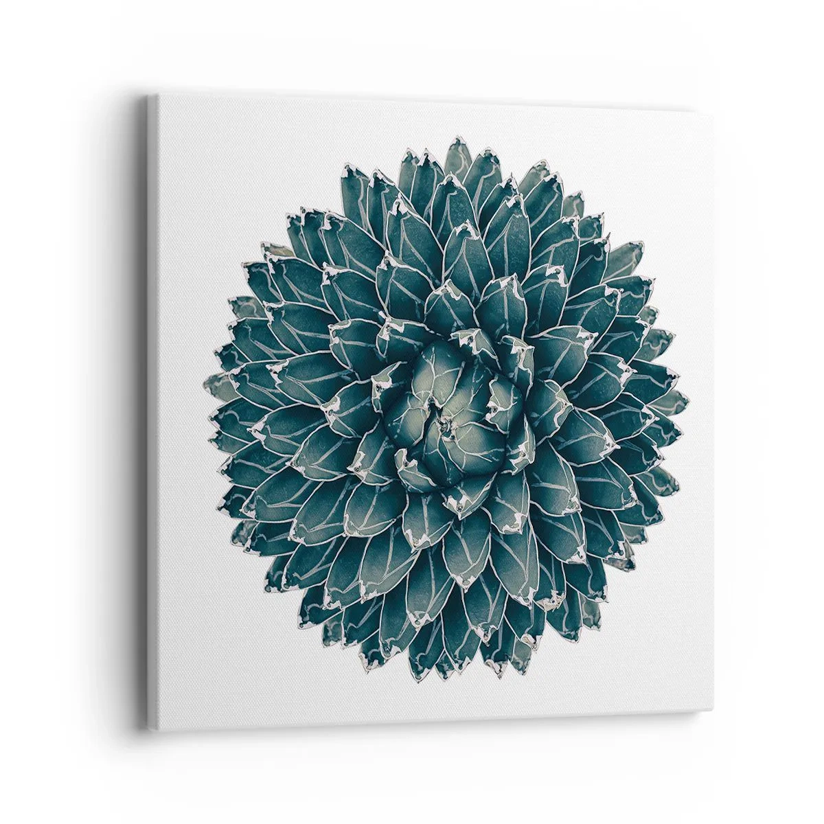 Obraz na plátně - Hvězda pouště - 40x40 cm