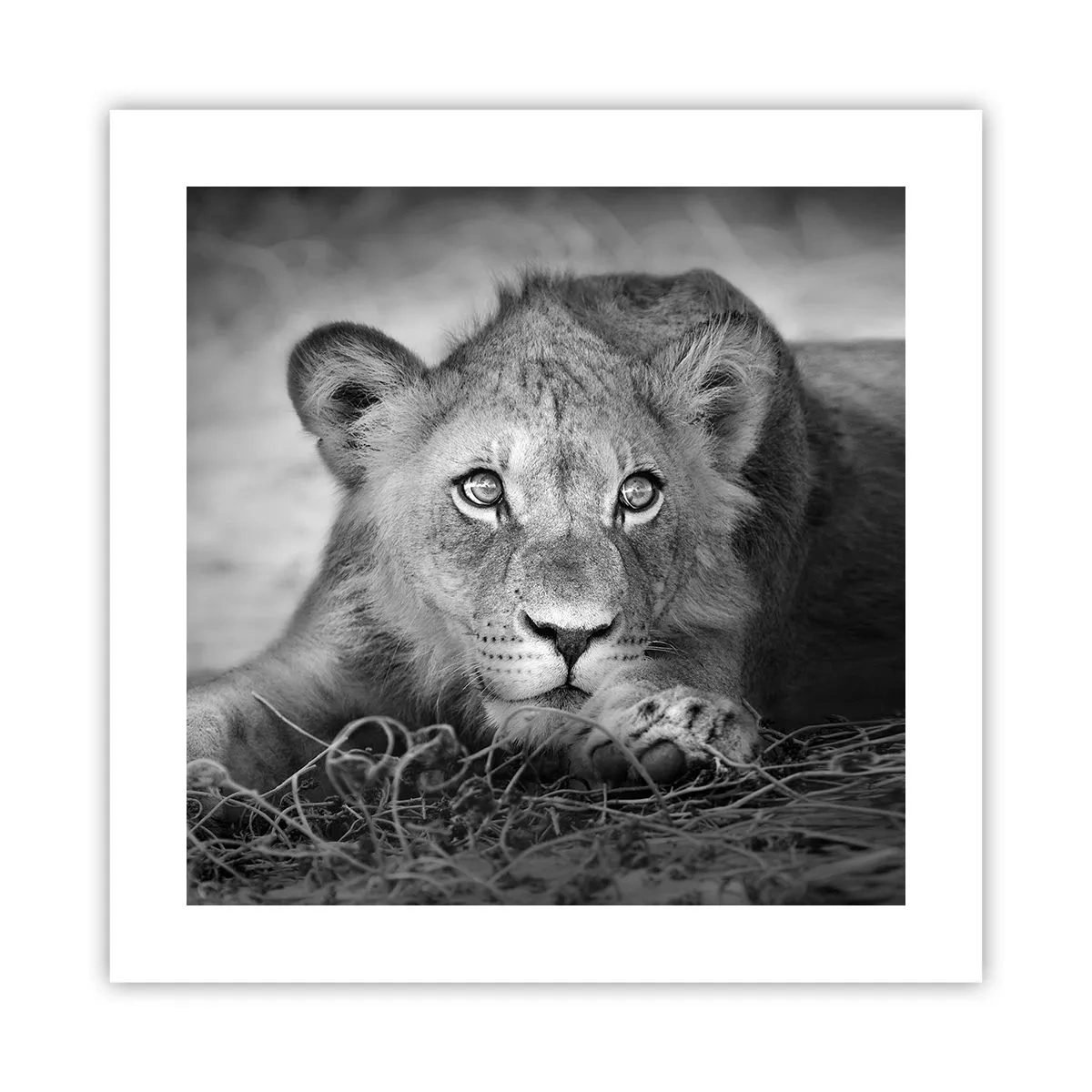 Plakát - Královské štěně - 40x40 cm