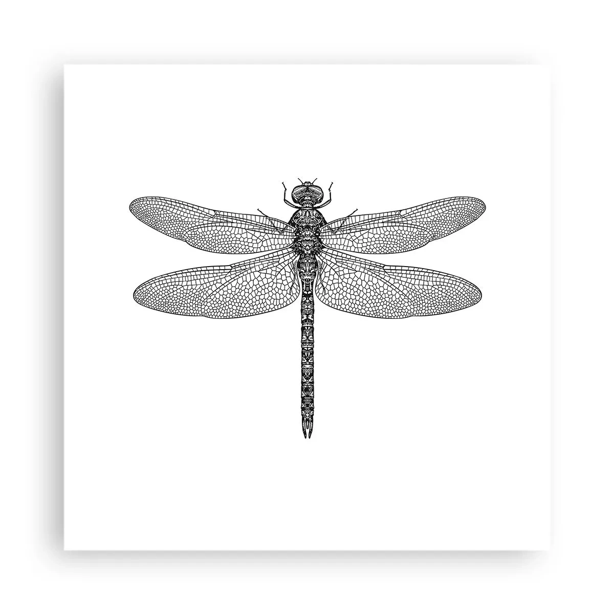 Plakát - Přesnost přírody - 40x40 cm