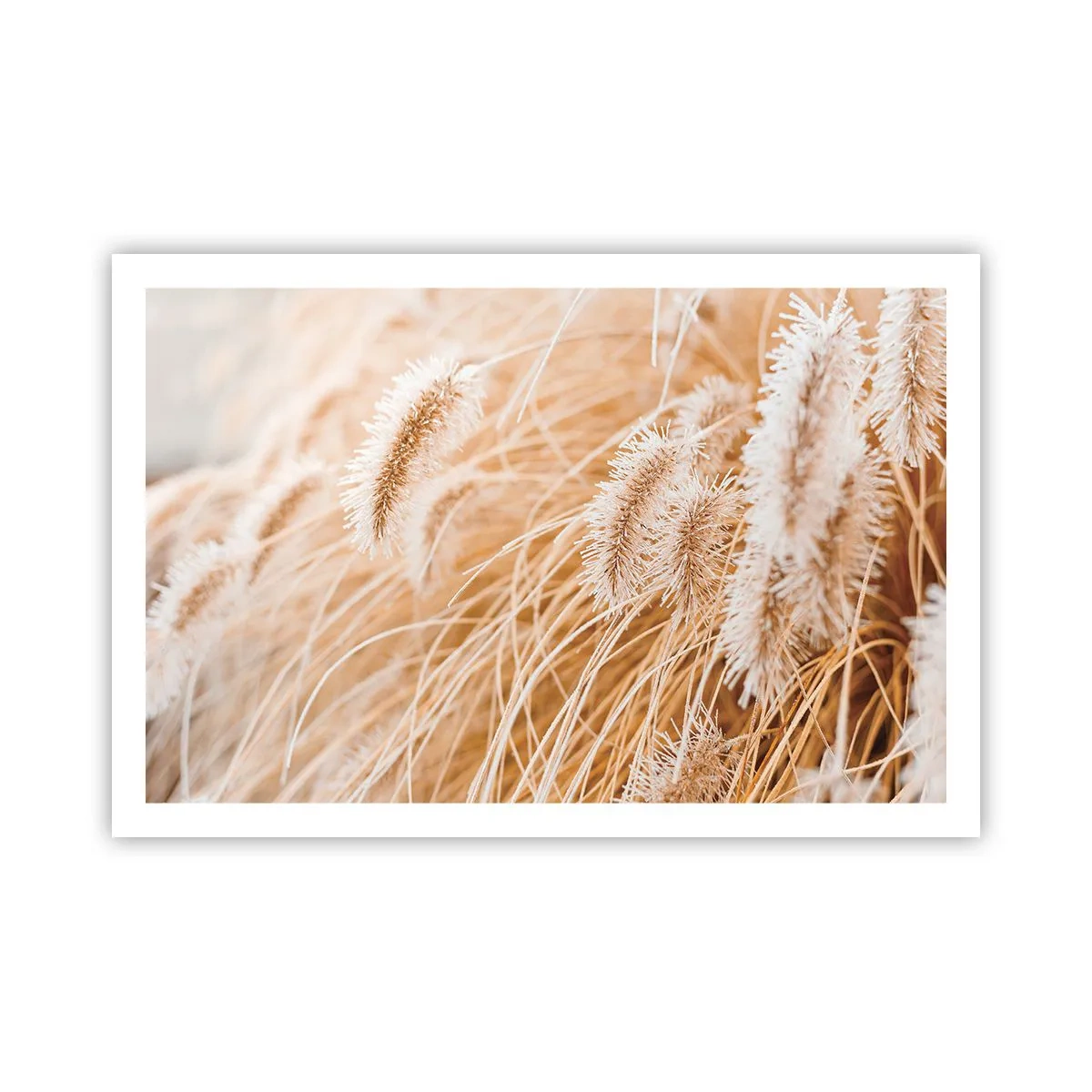 Plakát - Zlaté šustění travin - 91x61 cm