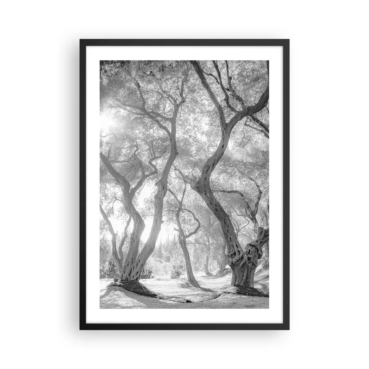 Plakát v černém rámu - Černobílá fotografie klikatých stromů na slunci - 50x70cm - V olivovém háji - Moderní nástěnná dekorace do obývacího pokoje a ložnice ARTTOR
