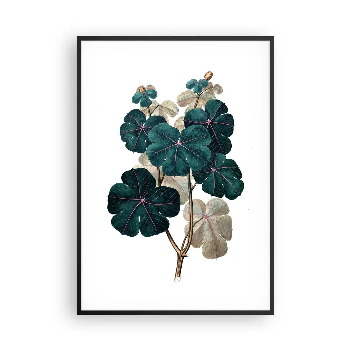 Plakát v černém rámu - Ze starého herbáře - 70x100 cm