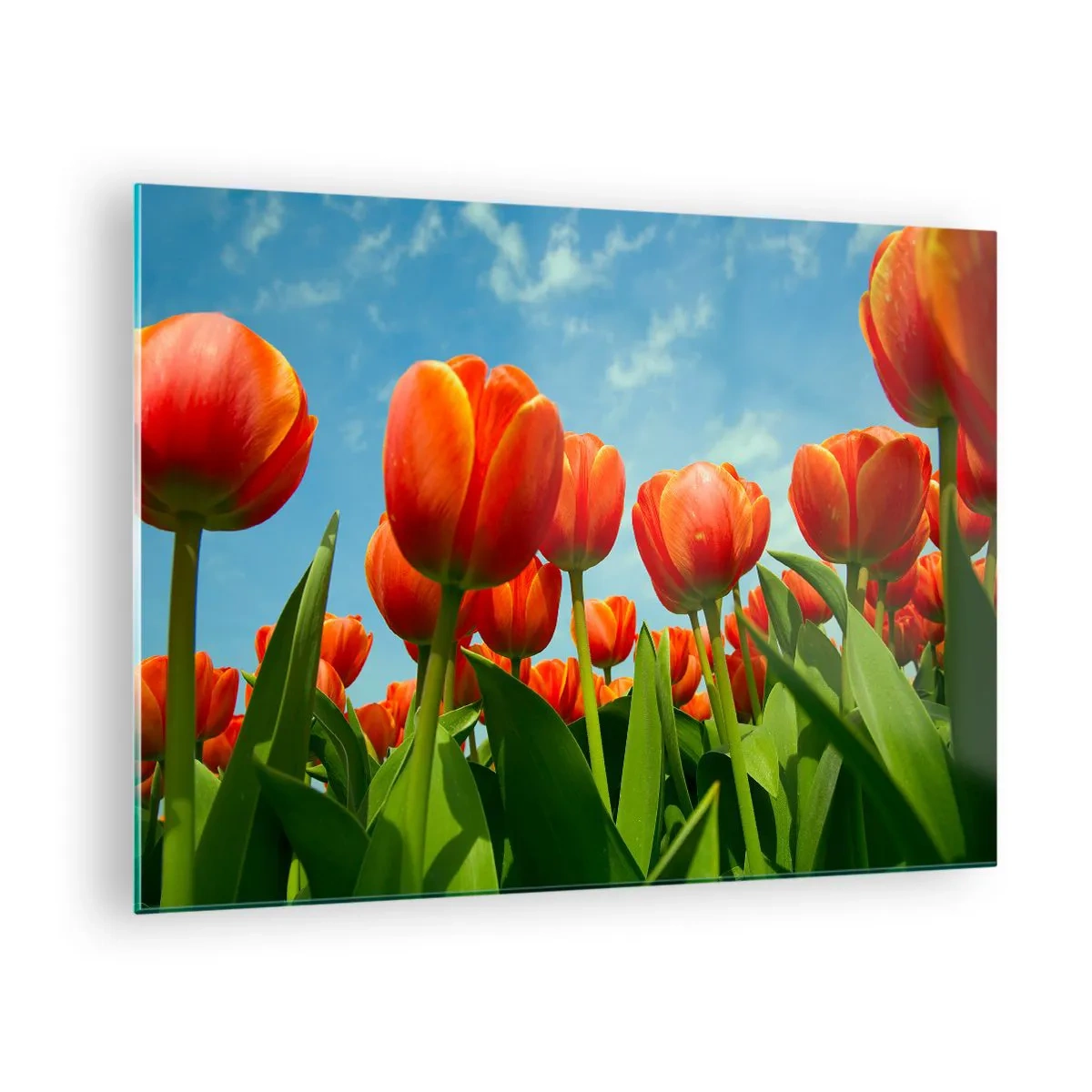 Obraz na skle - Pole červených tulipánů pod modrou oblohou - 70x50cm - Kromě blankytného nebe nic v životě nepotřebují - Moderní nástěnná dekorace do obývacího pokoje a ložnice ARTTOR