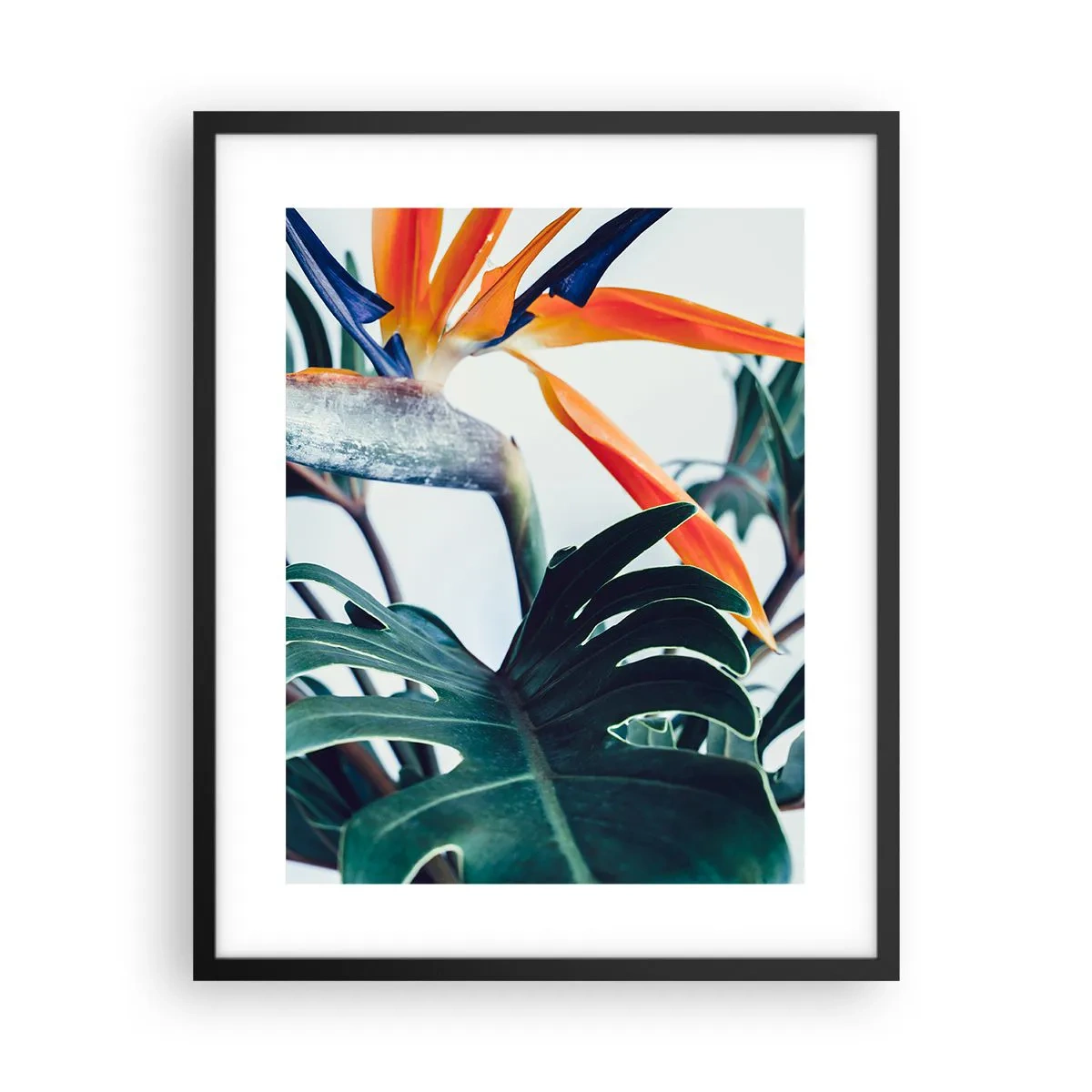 Plakát v černém rámu - Ptákeř - 40x50 cm