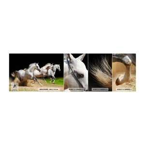 Vzor Fototapety Samolepicí Deluxe Sticker - Tři Grácie - Koně, Zvířata, Cval - 100x30 cm