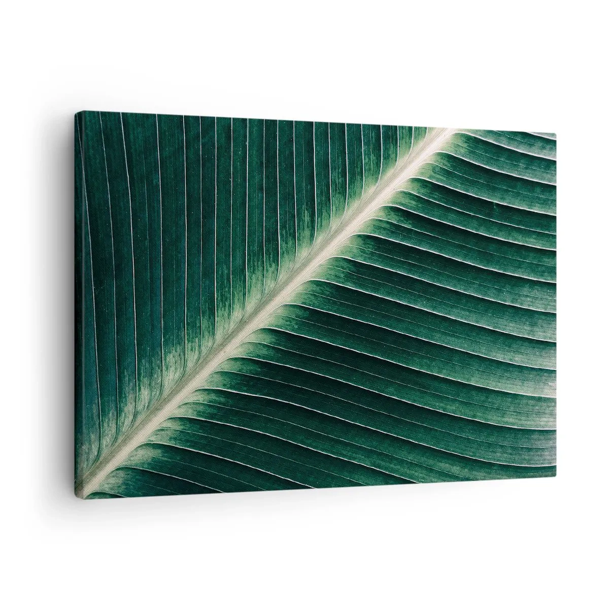 Obraz na plátně - Detail struktury zeleného listu - 70x50cm - Rytmus přírody - Moderní nástěnná dekorace do obývacího pokoje a ložnice ARTTOR