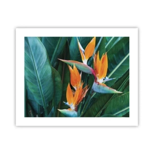 Plakát - Je to květina, nebo pták? - 50x40 cm