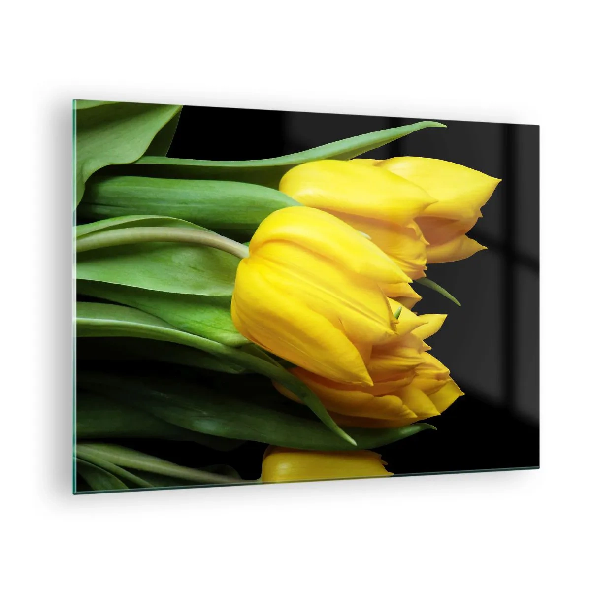 Obraz na skle - Žluté tulipány na černém pozadí v elegantním záběru - 70x50cm - Vznikly z čistého slunce - Moderní nástěnná dekorace do obývacího pokoje a ložnice ARTTOR