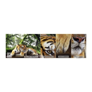 Vzor Fototapety Premium Sand - S úctou - Tygr, Zvířata, Dravec - 100x30 cm