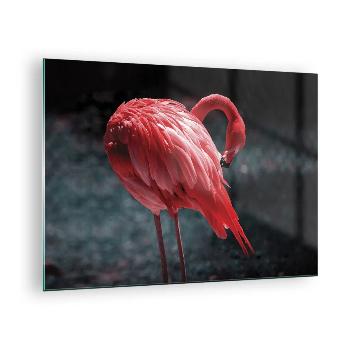 Obraz na skle - Plameňák v intenzivních odstínech červené na tmavém pozadí - 70x50cm - Karmínová báseň přírody - Moderní nástěnná dekorace do obývacího pokoje a ložnice ARTTOR