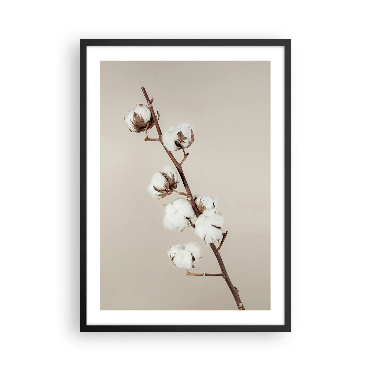 Plakát v černém rámu - Větvička bavlny na béžovém pozadí, v minimalistickém stylu - 50x70cm - U zdroje měkkosti - Moderní nástěnná dekorace do obývacího pokoje a ložnice ARTTOR