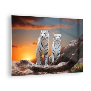 Obraz na skle - Bílí tygři proti zapadajícímu slunci - 70x50cm - Úplně jako v Narnii - Moderní nástěnná dekorace do obývacího pokoje a ložnice ARTTOR