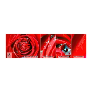 Fototapeta Vzorek Standard Eco - V kapkách rosy - Květiny, Červená růže, Milovat - 100x30 cm