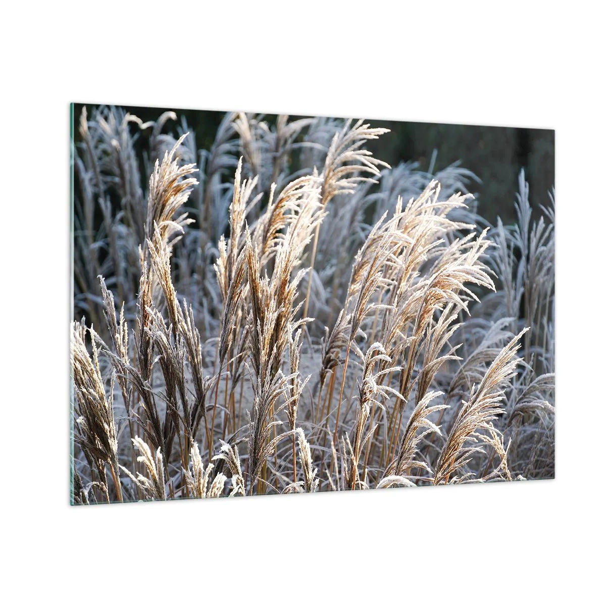 Obraz na skle - Mrazem pokryté - 100x70 cm