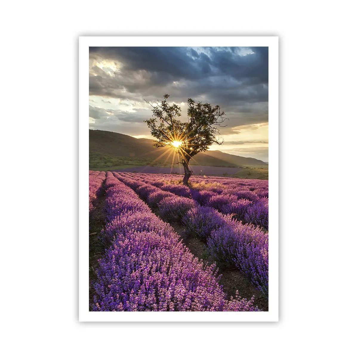 Plakát - Aroma v barvě lila - 70x100 cm