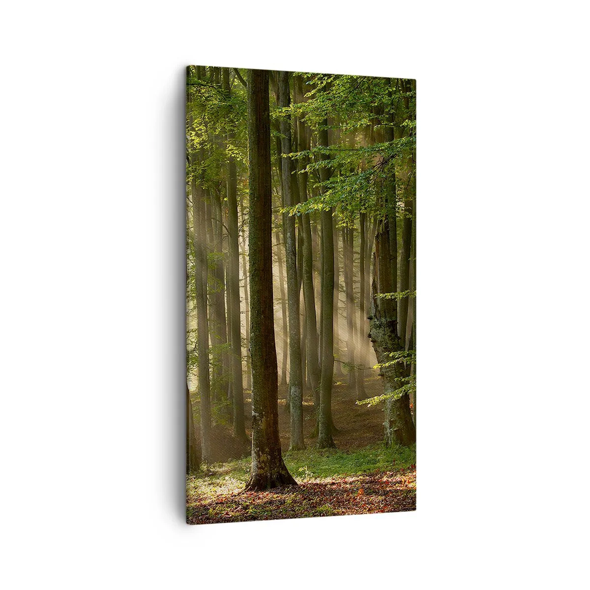 Obraz na plátně - Rozzářený v jarním ránu - 45x80 cm