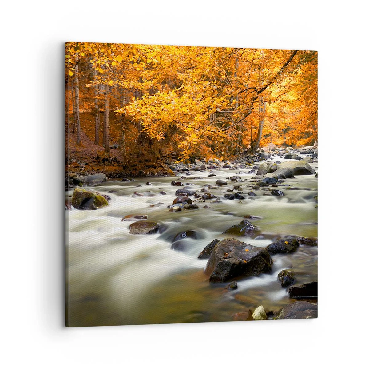 Obraz na plátně - Potok ve zlatém lese - 50x50 cm