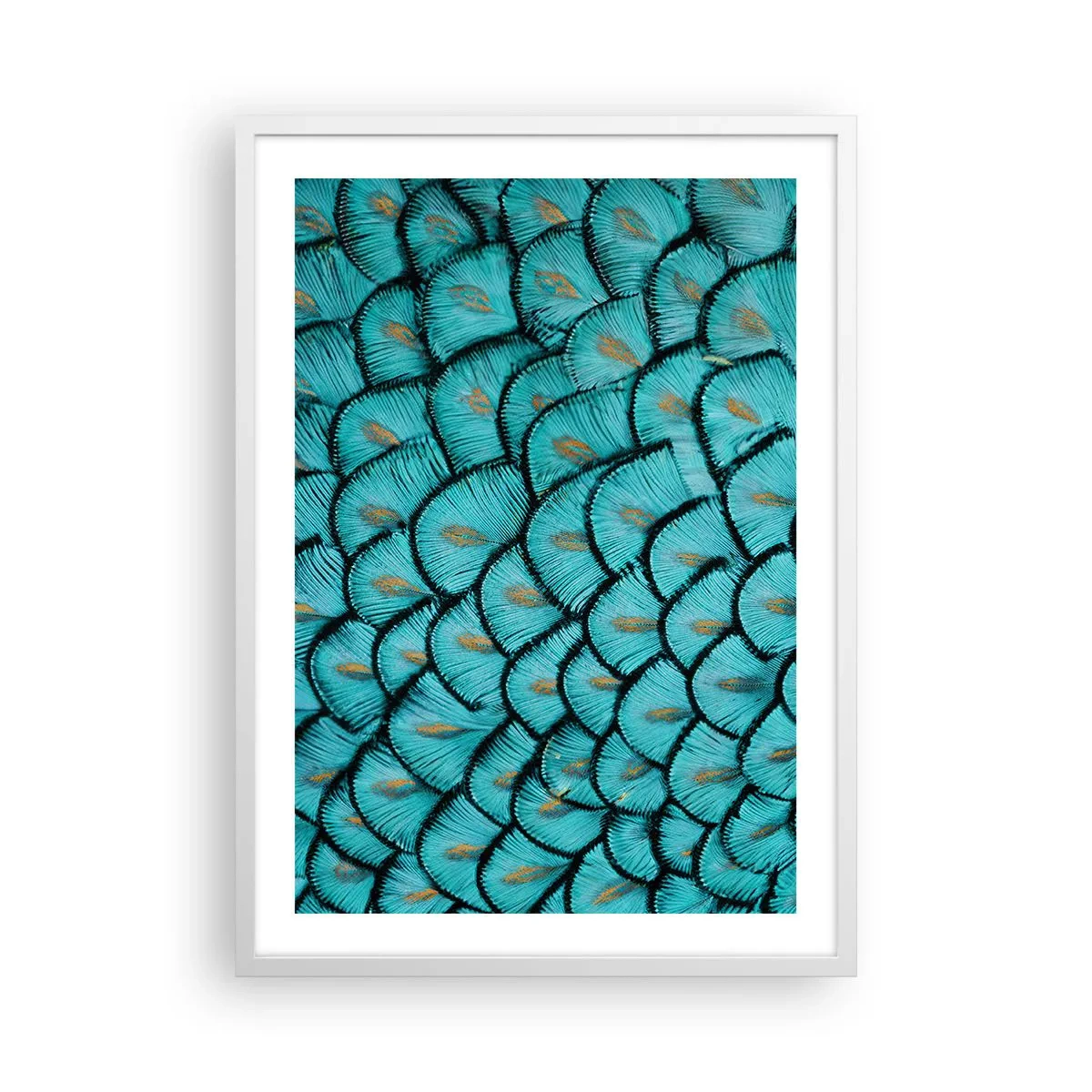 Plakát v bílém rámu - Velká slavnost peří - 50x70 cm