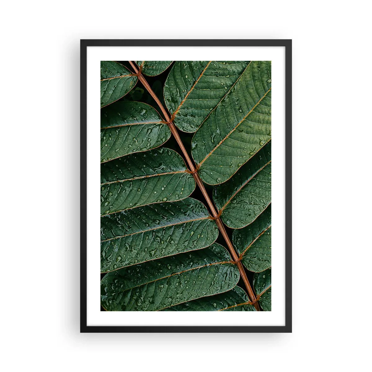 Plakát v černém rámu - Listy s kapkami vody vytvářejí harmonickou kompozici - 50x70cm - V zeleném rytmu - Moderní nástěnná dekorace do obývacího pokoje a ložnice ARTTOR