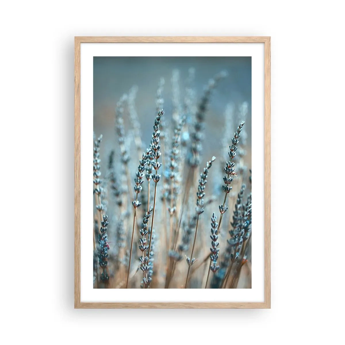 Plakát v rámu světlý dub - Voňavý lán - 50x70 cm