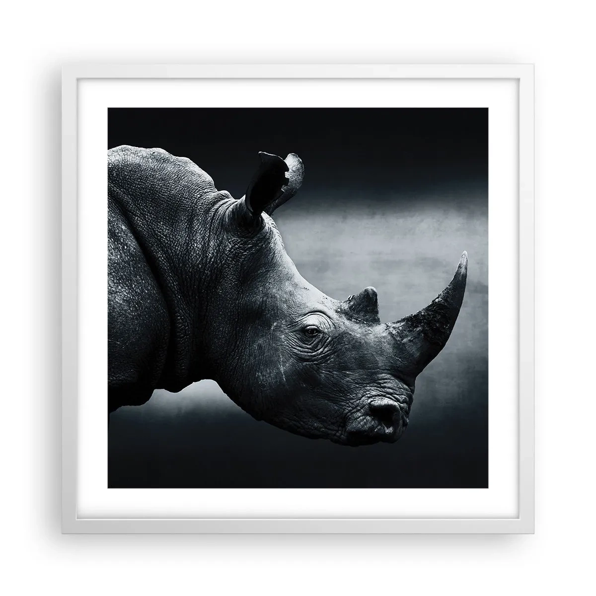 Plakát v bílém rámu - Pravý profil - 50x50 cm