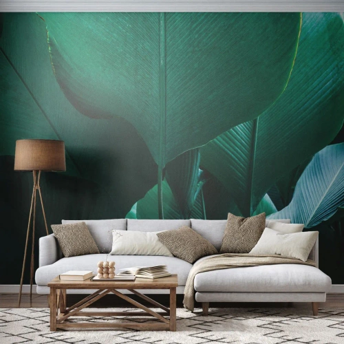 Fototapeta na míru Premium Canvas - Obrácené ke světlu - Banánový list, Banánovník, Rostlina