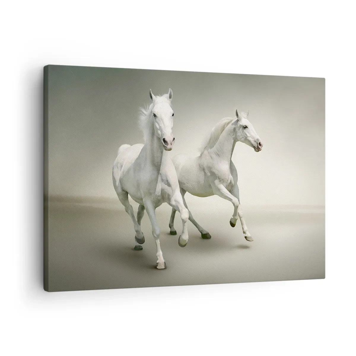 Obraz na plátně - Dva bílí koně cválající na světlém pozadí - 70x50cm - White power! - Moderní nástěnná dekorace do obývacího pokoje a ložnice ARTTOR