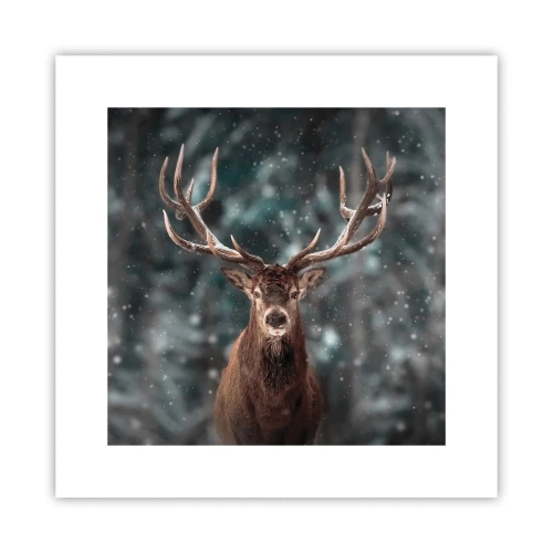 Plakát - Skutečný král lesa - 30x30 cm