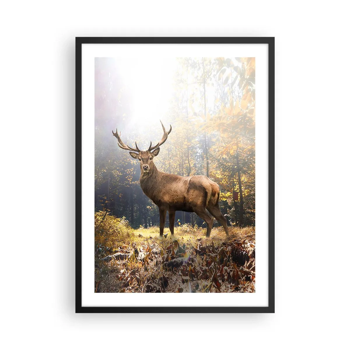 Plakát v černém rámu - Jelen v lese osvětleném slunečním světlem - 50x70cm - Plné důstojnosti - Moderní nástěnná dekorace do obývacího pokoje a ložnice ARTTOR