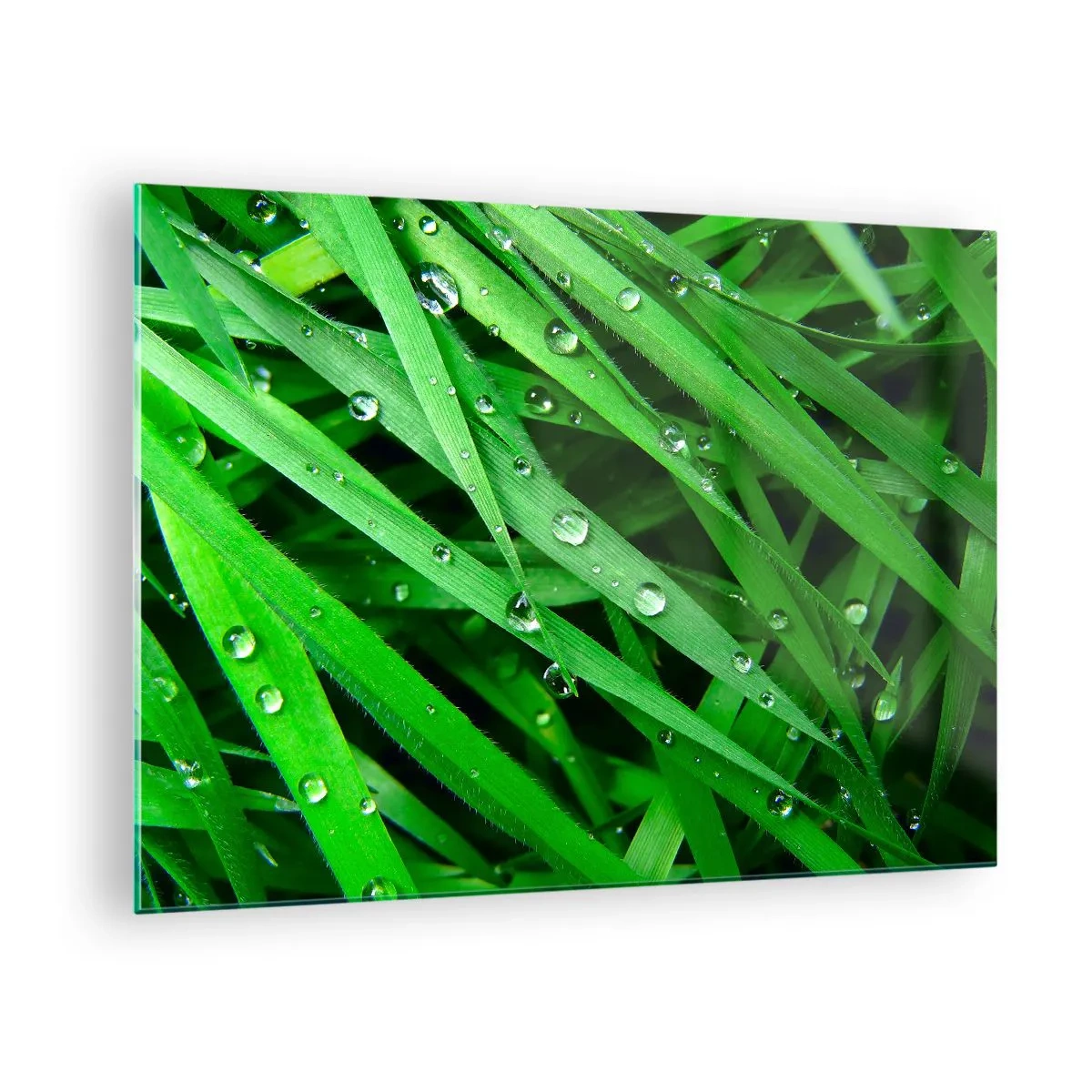 Obraz na skle - Zelené stébla trávy s kapkami rosy - 70x50cm - Hrajte na zelenou - Moderní nástěnná dekorace do obývacího pokoje a ložnice ARTTOR