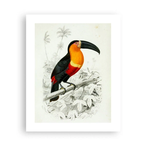 Plakát - Ptačí barvy - 40x50 cm