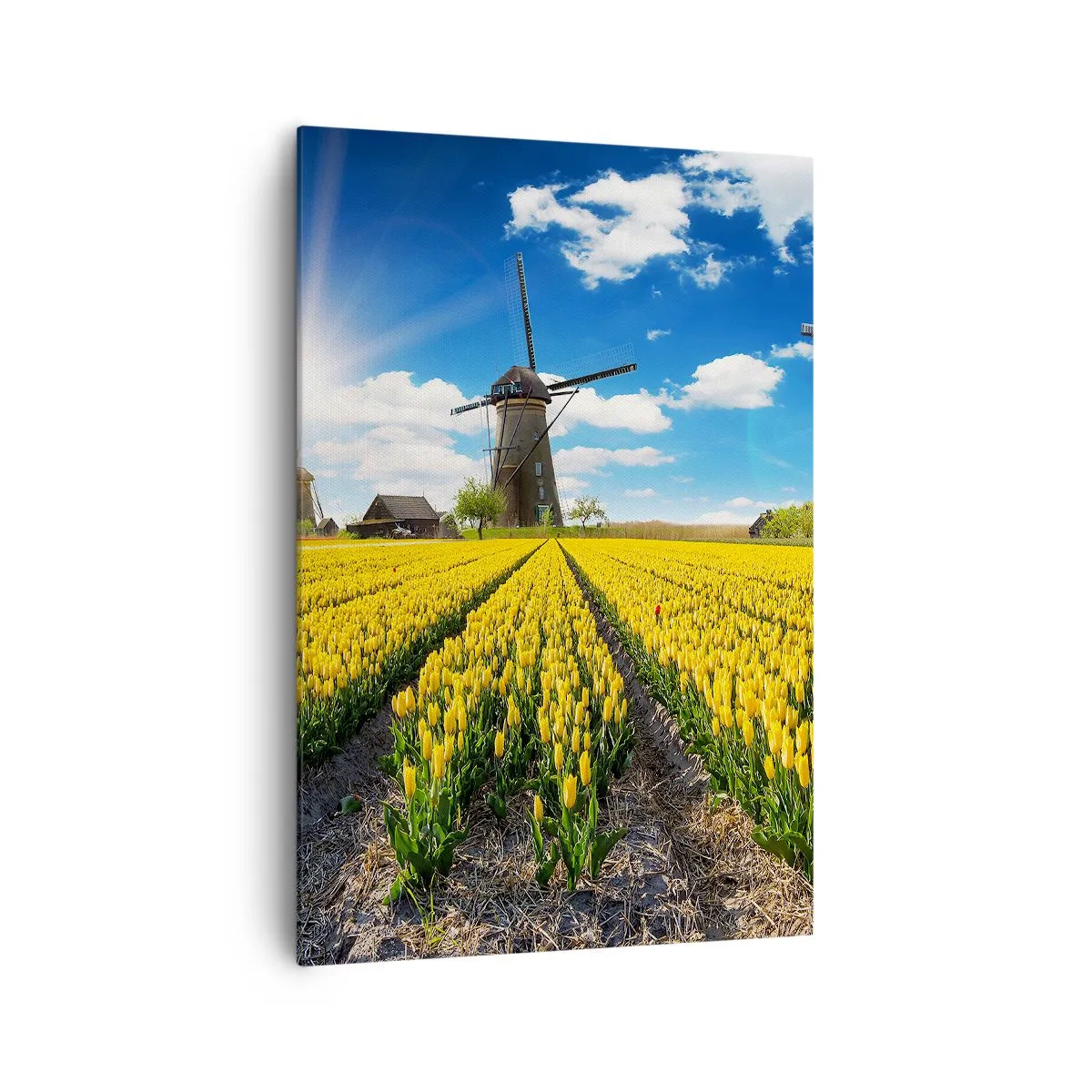Obraz na plátně - Více nizozemský nemůže být - 70x100 cm
