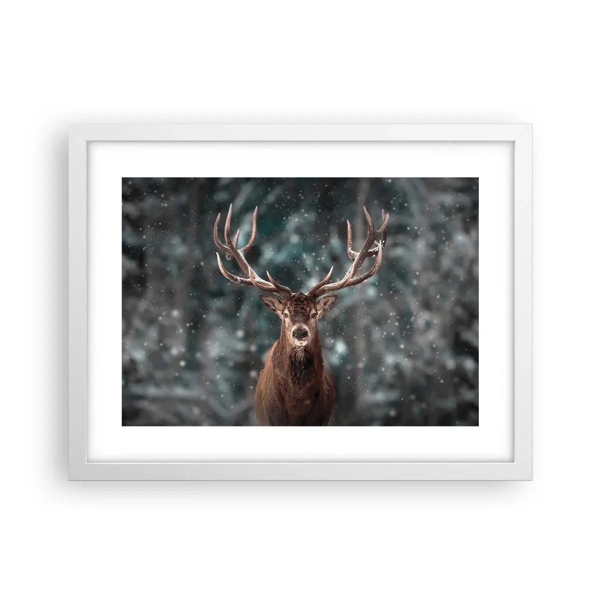 Plakát v bílém rámu - Skutečný král lesa - 40x30 cm