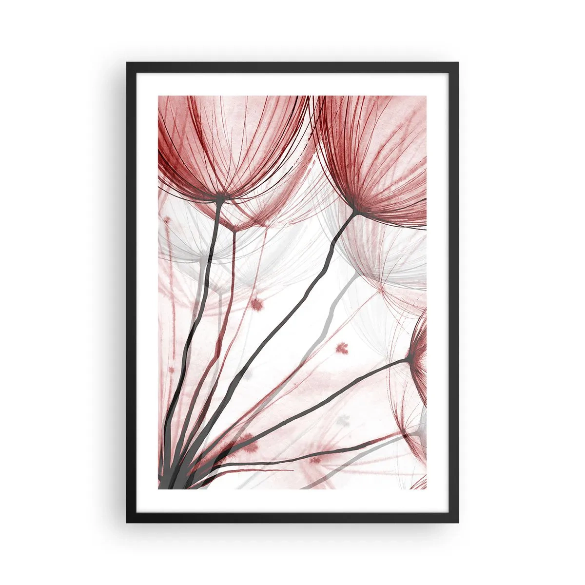 Plakát v černém rámu - Jemné pampelišky v odstínech červené a černé - 50x70cm - Před odletem - Moderní nástěnná dekorace do obývacího pokoje a ložnice ARTTOR