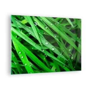 Obraz na skle - Zelené stébla trávy s kapkami rosy - 70x50cm - Hrajte na zelenou - Moderní nástěnná dekorace do obývacího pokoje a ložnice ARTTOR