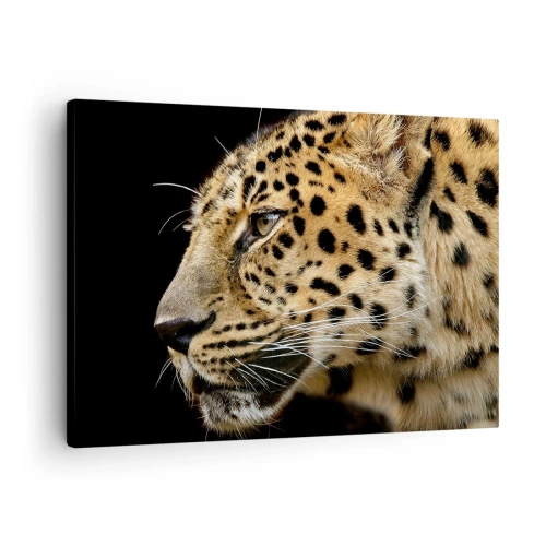 Obraz na plátně - Detail leopardí hlavy na černém pozadí - 70x50cm - Klidný, soustředěný, připravený - Moderní nástěnná dekorace do obývacího pokoje a ložnice ARTTOR