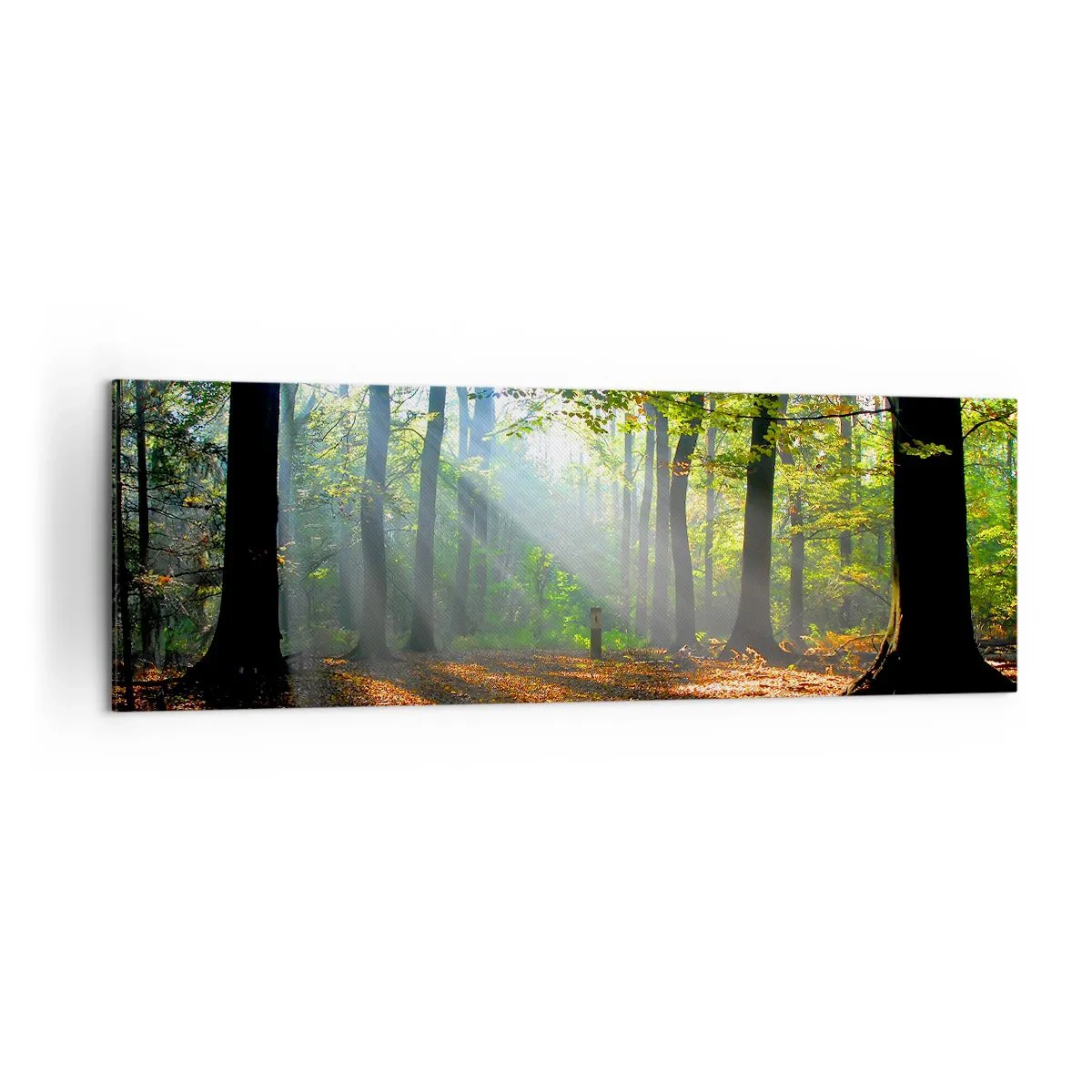 Obraz na plátně - Světla a stíny - 160x50 cm