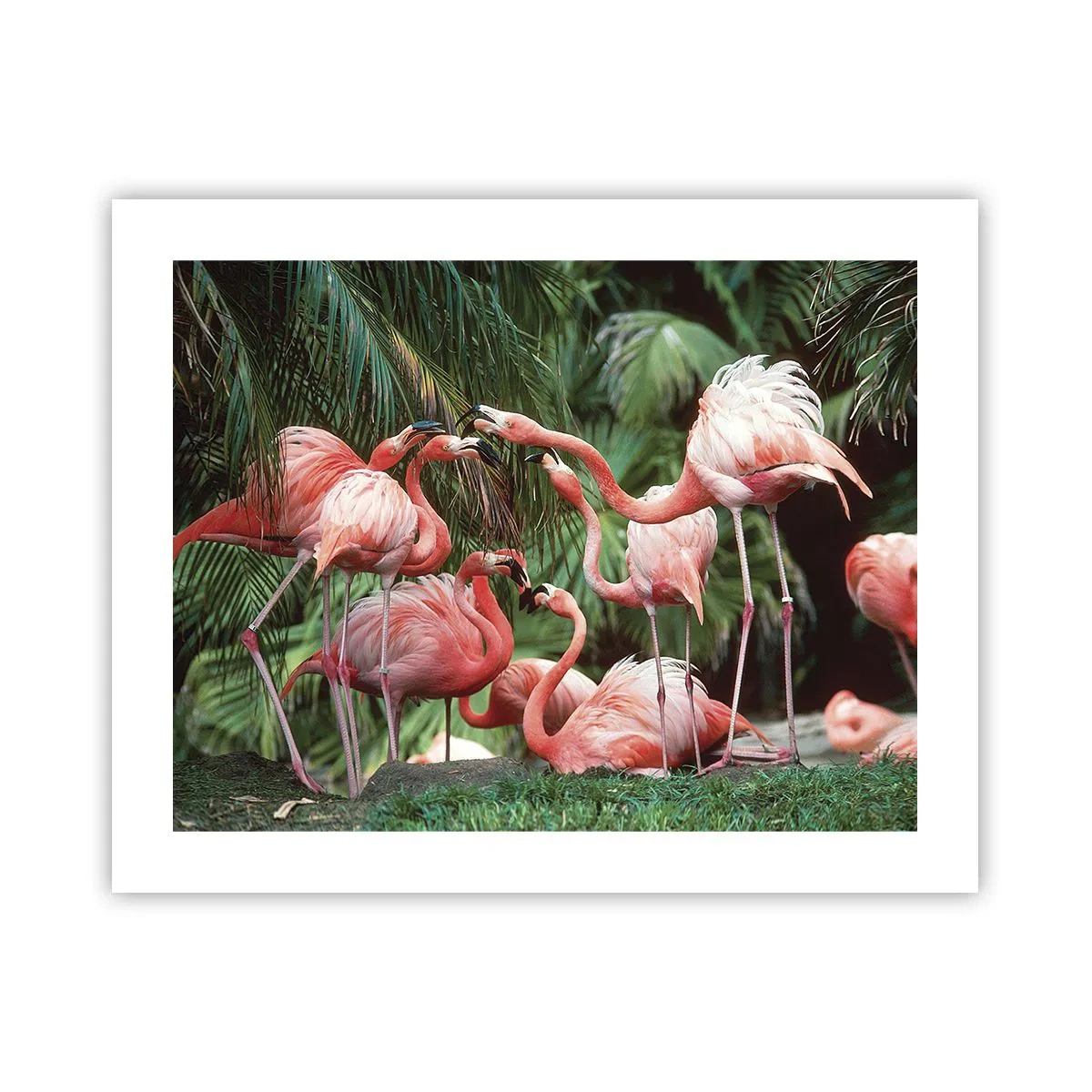 Plakát - Odpolední drby - 50x40 cm