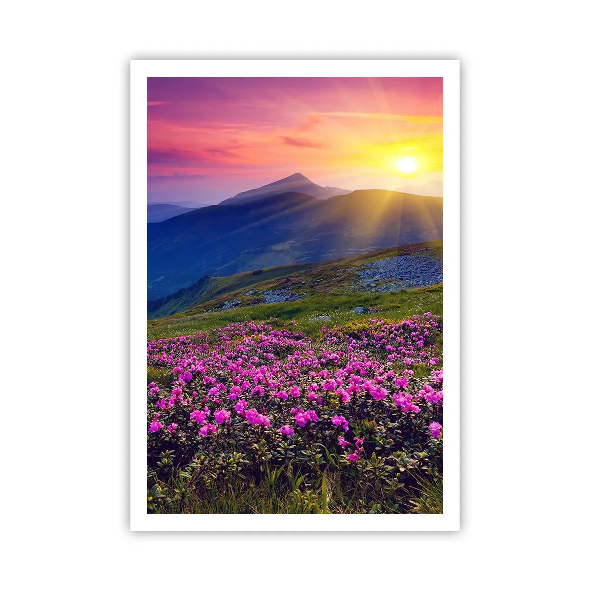 Plakát - …A kolem voní kosodřevina a voní byliny - 70x100 cm