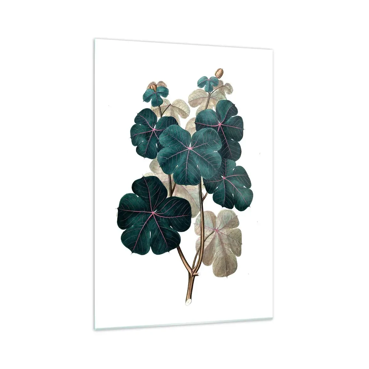 Obraz na skle - Ze starého herbáře - 70x100 cm