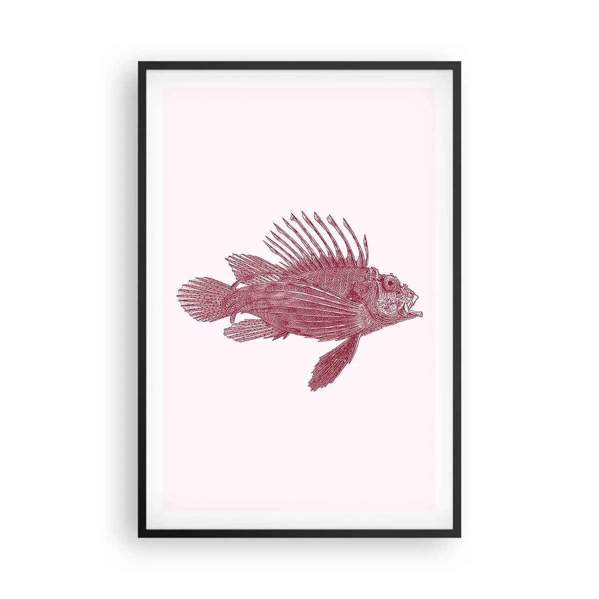 Plakát v černém rámu - Obyvatelka exotických vod - 61x91 cm